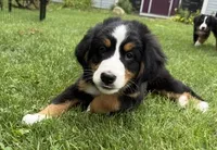 Bluebell, a female Bernese Mountain Dog for sale in Springfield, OH – 2 of 8