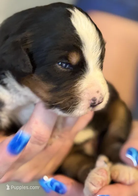 Leia's Girl #1 – Bernese Mountain Dog puppy for sale in Springfield, OH