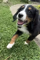 Daisy, a female Bernese Mountain Dog for sale in Springfield, OH – 2 of 9
