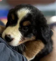Livi's Light Blue Girl , a female Bernese Mountain Dog for sale in Springfield, OH – 6 of 9