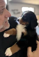 Livi's Black Boy , a male Bernese Mountain Dog for sale in Springfield, OH – 1 of 9