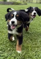 Bluebell, a female Bernese Mountain Dog for sale in Springfield, OH – 6 of 8