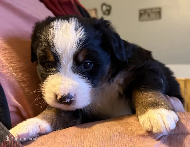 Leia's Boy #4 – Bernese Mountain Dog puppy for sale in Springfield, OH