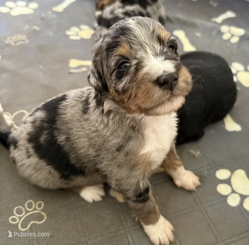 Carrie – Bernedoodle puppy for sale in Springfield, OH