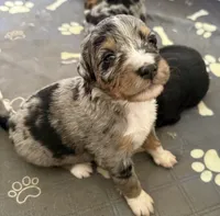Carrie, a female Bernedoodle for sale in Springfield, OH – 1 of 4