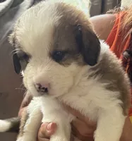 Ocean, a female Bernese Mountain Dog and Great Pyrenees for sale in Springfield, OH – 5 of 10