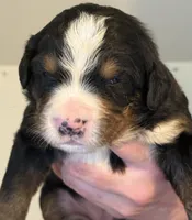 Leia's Girl #2, a female Bernese Mountain Dog for sale in Springfield, OH – Photo 1 of 3