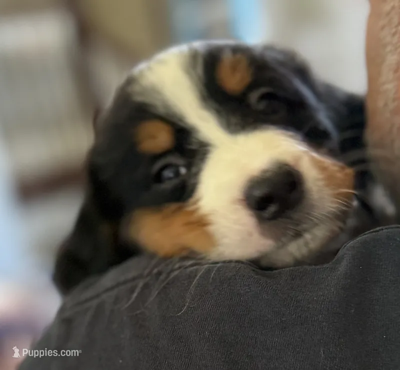 Livi's Gray Girl – Bernese Mountain Dog puppy for sale in Springfield, OH