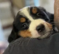 Livi's Gray Girl, a female Bernese Mountain Dog for sale in Springfield, OH – 1 of 7