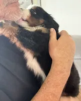 Leia's Tan Boy, a male Bernese Mountain Dog for sale in Springfield, OH – 6 of 6