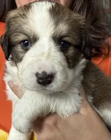 Yancy, a female Bernese Mountain Dog and Great Pyrenees for sale in Springfield, OH – 3 of 10