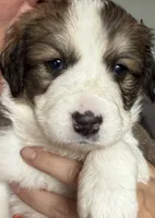 Yancy, a female Bernese Mountain Dog and Great Pyrenees for sale in Springfield, OH – 6 of 10
