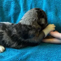 Cooper, a male Bernedoodle for sale in Springfield, OH – 2 of 7