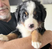 Leia's Tan Boy, a male Bernese Mountain Dog for sale in Springfield, OH – 2 of 6