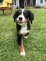 Lily, a female Bernese Mountain Dog for sale in Springfield, OH – 3 of 9