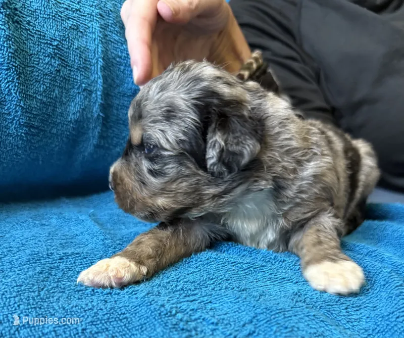 Copper – Bernedoodle puppy for sale in Springfield, OH