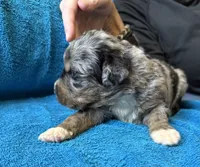 Copper, a male Bernedoodle for sale in Springfield, OH – 1 of 5