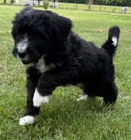Chase, a male Bernedoodle for sale in Springfield, OH – 3 of 5