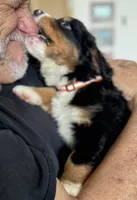 Leia's Orange Girl , a female Bernese Mountain Dog for sale in Springfield, OH – 3 of 9