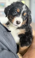 Leia's Black Boy , a male Bernese Mountain Dog for sale in Springfield, OH – 2 of 7