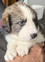 Pinky, a female Bernese Mountain Dog and Great Pyrenees for sale in Springfield, OH – 6 of 10