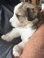 Lucky, a female Bernese Mountain Dog and Great Pyrenees for sale in Springfield, OH – 3 of 10