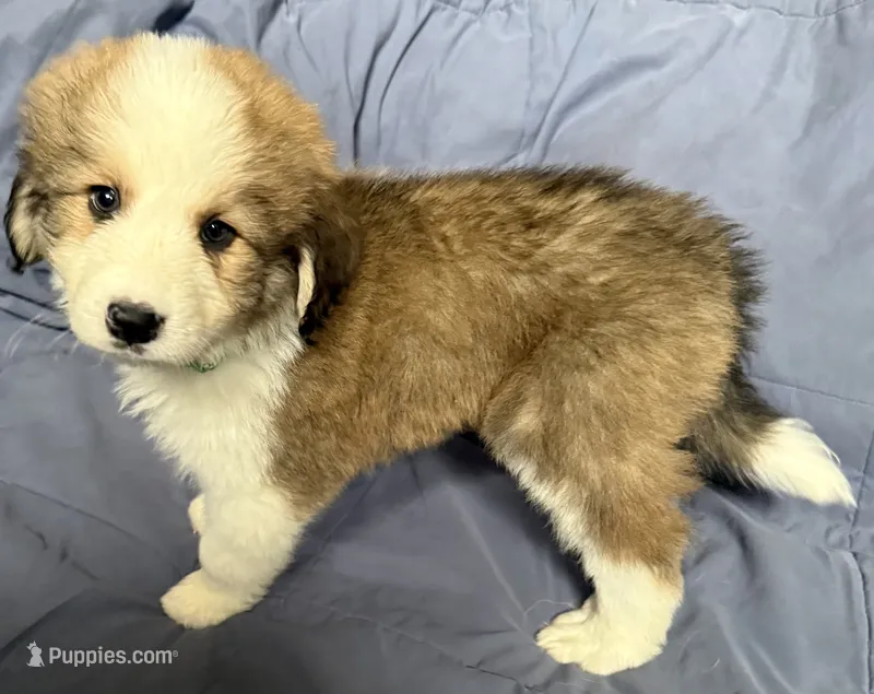 Rudy – Bernese Mountain Dog, Great Pyrenees puppy for sale in Springfield, OH