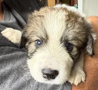 Rudy, a male Bernese Mountain Dog and Great Pyrenees for sale in Springfield, OH – 2 of 10