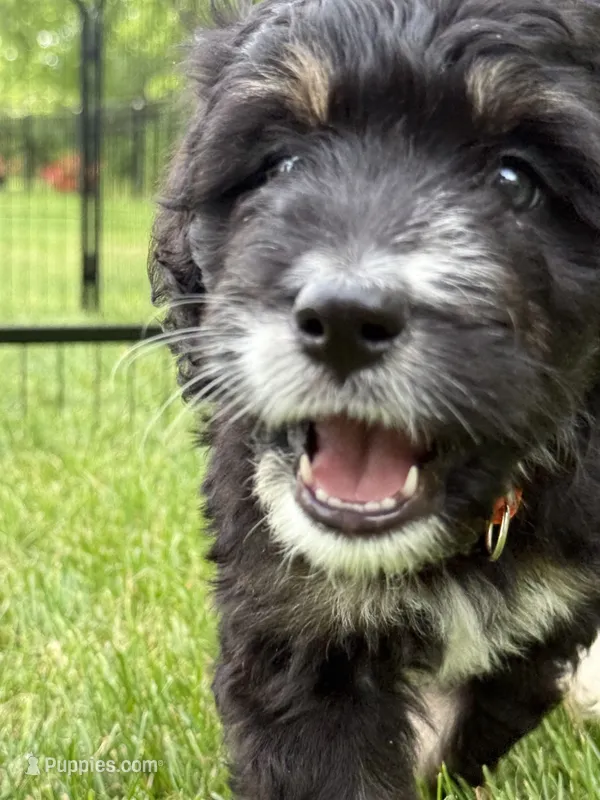 Candy – Bernedoodle puppy for sale in Springfield, OH