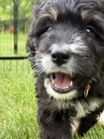 Candy, a female Bernedoodle for sale in Springfield, OH – 1 of 6