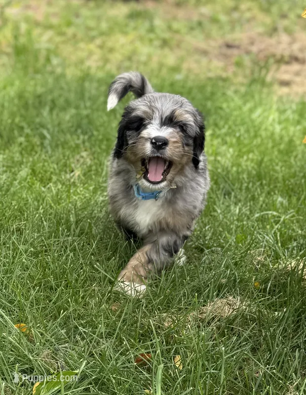Colby – Bernedoodle puppy for sale in Springfield, OH