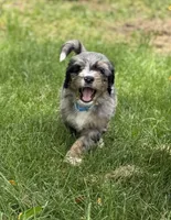 Colby, a male Bernedoodle for sale in Springfield, OH – 1 of 4