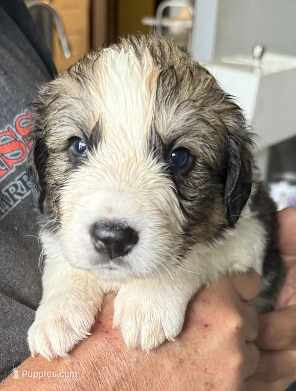 Pinky – Bernese Mountain Dog, Great Pyrenees puppy for sale in Springfield, OH