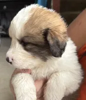 Gus, a male Bernese Mountain Dog and Great Pyrenees for sale in Springfield, OH – 7 of 10