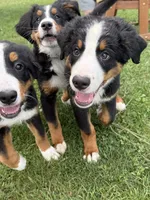 Gentry, a male Bernese Mountain Dog for sale in Springfield, OH – 3 of 6