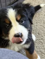 Livi's Red Boy , a male Bernese Mountain Dog for sale in Springfield, OH – 3 of 10