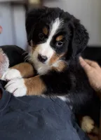 Livi's Gray Girl, a female Bernese Mountain Dog for sale in Springfield, OH – 5 of 7