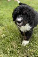 Cherie, a female Bernedoodle for sale in Springfield, OH – 2 of 4