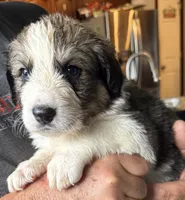 Pinky, a female Bernese Mountain Dog and Great Pyrenees for sale in Springfield, OH – 5 of 10