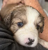 Lucky, a female Bernese Mountain Dog and Great Pyrenees for sale in Springfield, OH – 4 of 10