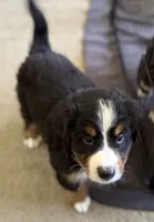 Livi's Black Boy , a male Bernese Mountain Dog for sale in Springfield, OH – 7 of 9