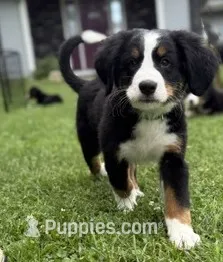 Georgie – Bernese Mountain Dog puppy for sale in Springfield, OH