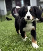 Georgie, a male Bernese Mountain Dog for sale in Springfield, OH – 1 of 10
