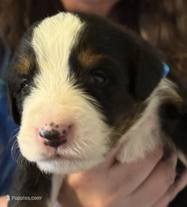 Livi's Boy #2 – Bernese Mountain Dog puppy for sale in Springfield, OH