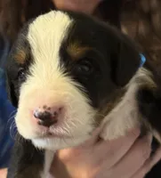 Livi's Boy #2, a male Bernese Mountain Dog for sale in Springfield, OH – Photo 1 of 3