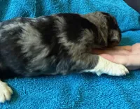 Cooper, a male Bernedoodle for sale in Springfield, OH – 4 of 7