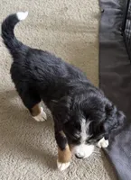 Leia's Lime Girl , a female Bernese Mountain Dog for sale in Springfield, OH – 6 of 6