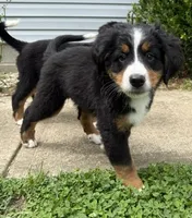 Benny, a male Bernese Mountain Dog for sale in Springfield, OH – 7 of 9