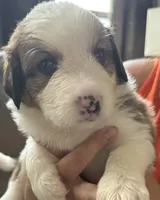 Ocean, a female Bernese Mountain Dog and Great Pyrenees for sale in Springfield, OH – 6 of 10