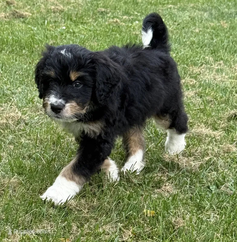 Chip – Bernedoodle puppy for sale in Springfield, OH
